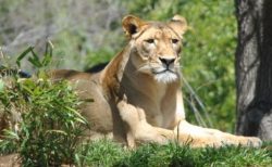 ナイジェリアの民家で警備用に飼われていたライオン、住民の要請で動物園へ移送