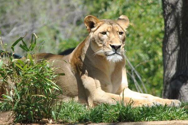 ナイジェリアの民家で警備用に飼われていたライオン、住民の要請で動物園へ移送