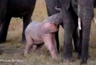 非常に珍しいピンク色のゾウの赤ちゃん、アフリカで撮影される