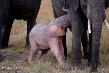 非常に珍しいピンク色のゾウの赤ちゃん、アフリカで撮影される