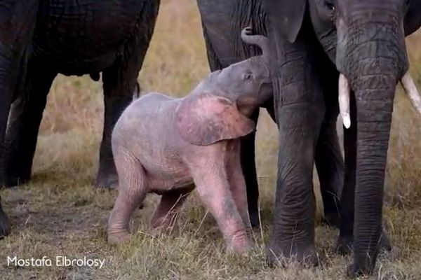 非常に珍しいピンク色のゾウの赤ちゃん アフリカで撮影される Switch News スウィッチ ニュース