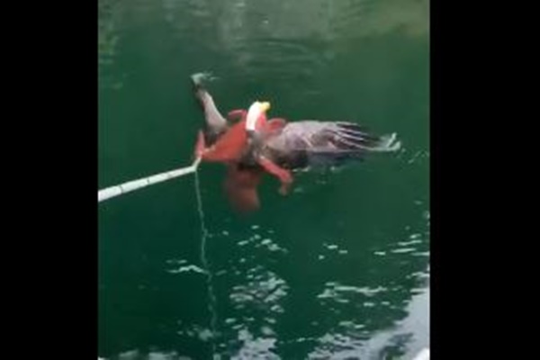 タコに捕まったハクトウワシ、溺れそうになるのを人間が救助する