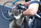 「喉が渇いて…」豪で暑さから野生のコアラが人間に助けを求める