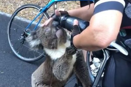 「喉が渇いて…」豪で暑さから野生のコアラが人間に助けを求める
