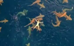 サメの群がる海に女性が浮かぶ！モルジブで撮影された動画が話題に