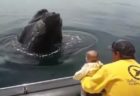 海の中から「いないいないばあ」、クジラが赤ちゃんに挨拶する様子がユニーク