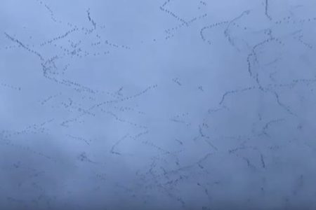 空を覆いつくす雁の群れ、壮大な模様を描きながら飛行する姿が撮影される