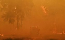 オーストラリアで続く山林火災、行方不明になっていたワンコが飼い主と再会