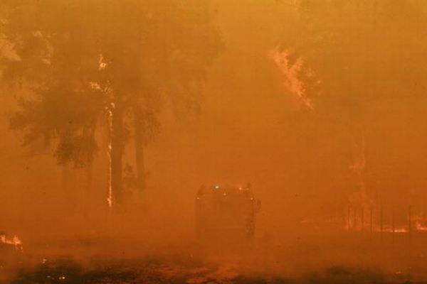 オーストラリアで続く山林火災、行方不明になっていたワンコが飼い主と再会