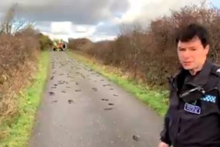 イギリスで数百羽のムクドリが道路に沿って死亡、原因は不明のまま