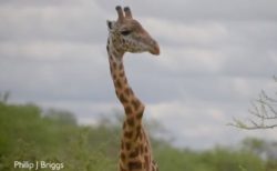 ケニアで首の曲がった珍しいキリンの映像が撮影される