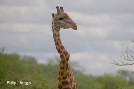 ケニアで首の曲がった珍しいキリンの映像が撮影される