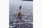 カナダ人の男性が、凍った湖で動けなくなった3頭のシカを救助