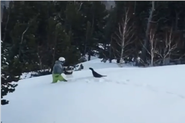怒りのライチョウ！スノーボードで雪を浴びせたら、徹底的に復讐された【動画】
