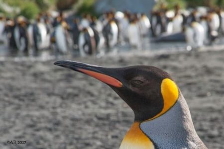 古代の巨大ペンギンと現代の種との溝を埋める化石の研究結果が発表される