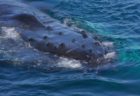 南大西洋のザトウクジラの個体数が劇的に増加、最少期に比べ93％増