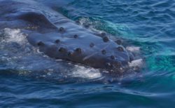 南大西洋のザトウクジラの個体数が劇的に増加、最少期に比べ93％増