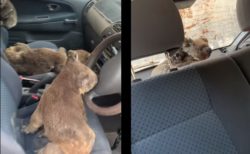 島から出せないコアラを救え！貴重な個体を救うために車を走らせた10代の青年たち