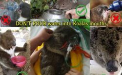 コアラにペットボトルで水を与えるのはNG、死亡例があると保護団体が警鐘を鳴らす