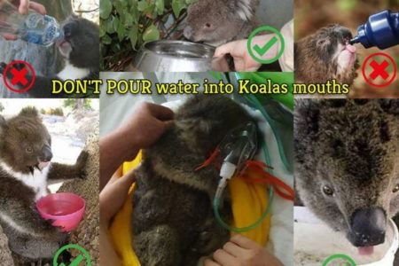 コアラにペットボトルで水を与えるのはNG、死亡例があると保護団体が警鐘を鳴らす