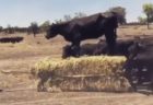 オーストラリアの牧場で、干し草の上に乗って移動する牛がユニーク