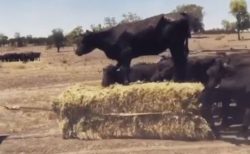 オーストラリアの牧場で、干し草の上に乗って移動する牛がユニーク