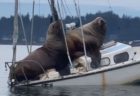 巨大な2頭のトドが船の上で休憩、重さで船体が傾きあわや沈没？