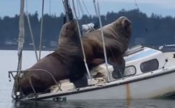 巨大な2頭のトドが船の上で休憩、重さで船体が傾きあわや沈没？