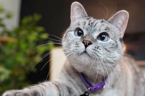 インスタのフォロワーが430万人、シェルター出身のネコがギネス世界記録を達成