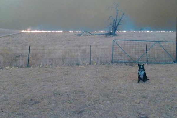 オーストラリアで羊たちを誘導したワンコ、迫る山林火災の炎から守りぬく