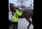 「お返しに掻いてあげるね」馬が警官の背中をさする様子がかわいい