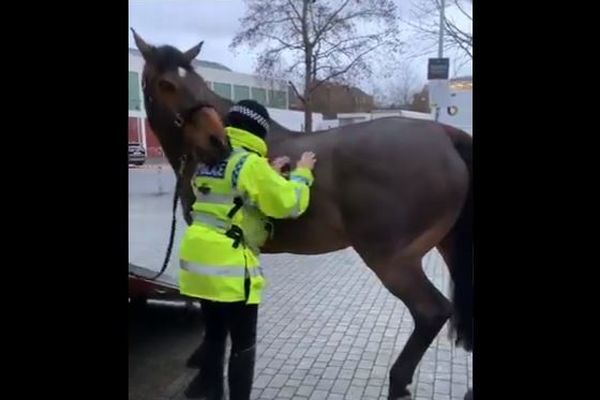 「お返しに掻いてあげるね」馬が警官の背中をさする様子がかわいい