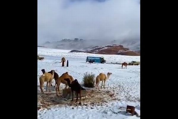 ラクダもびっくり？！サウジアラビアの広大な土地が一面、雪に覆われる
