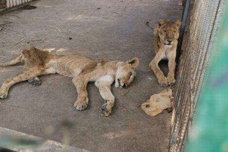 スーダンで飼育されているライオン、ひどく痩せた状態に救助を求める声が上がる