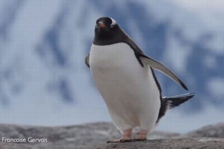 「ちょ、ちょっと飛ばさないで！」南極で撮影されたペンギンの動画がユニーク