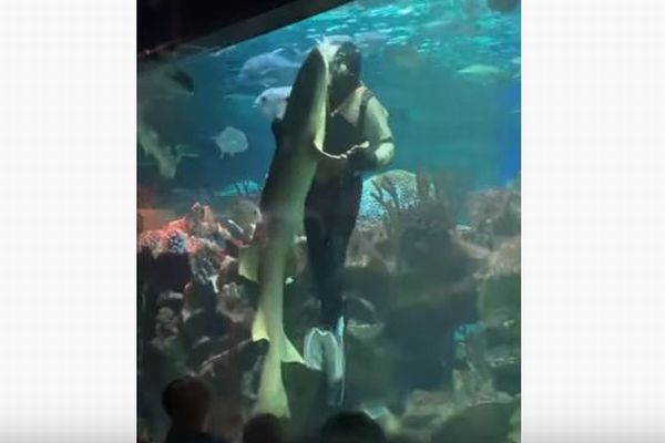 ロシアの水族館でダイバーがサメとダンス、垂直に回転する姿に来館者もびっくり