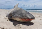 人気のビーチに、食いちぎられたサメの半身が打ち上げられる