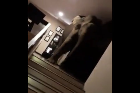 野生の象がスリランカのホテルに訪れ、ロビーを悠々と歩き回る