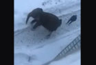 ロシアで象が逃げ出し、雪遊びして大はしゃぎ