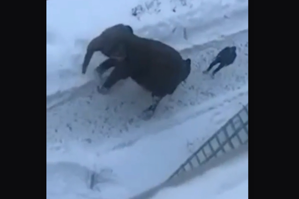 ロシアで象が逃げ出し、雪遊びして大はしゃぎ