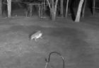 野生のコヨーテが小型犬を襲い、くわえて連れ去る映像がショッキング