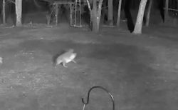 野生のコヨーテが小型犬を襲い、くわえて連れ去る映像がショッキング