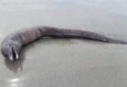 未知の深海生物か？メキシコの海岸で目のない奇妙な死骸が打ち上げられる