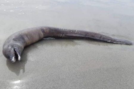 未知の深海生物か？メキシコの海岸で目のない奇妙な死骸が打ち上げられる