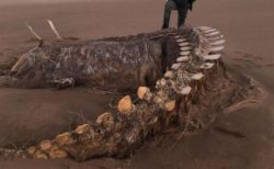 暴風雨「Ciara」の影響で、スコットランドの海岸に奇妙な骨が打ち上がる