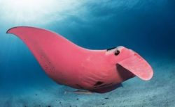 超貴重写真！オーストラリアの海で鮮やかなピンク色のマンタが出現