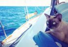 船で旅をするのが大好き！生まれてからほとんど海の上で暮らす猫が話題に