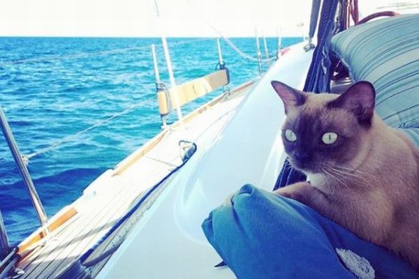 船で旅をするのが大好き！生まれてからほとんど海の上で暮らす猫が話題に