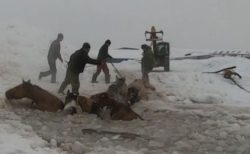 ロシアで馬が氷の池に落下、農家による大救出作戦で11頭を救う