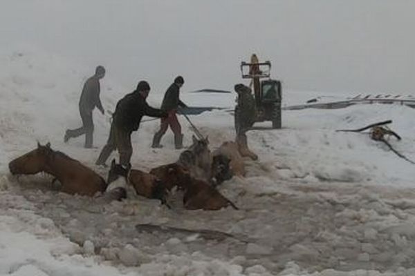 ロシアで馬が氷の池に落下、農家による大救出作戦で11頭を救う